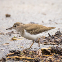 Spotted Sandpiper